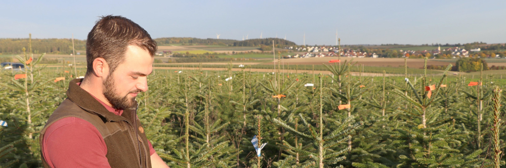Arbeitseinsatz der Weihnachtsbaumerzeuger