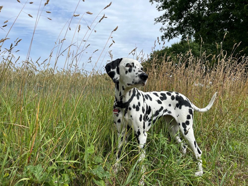 Grannen – eine Gefahr für Hunde