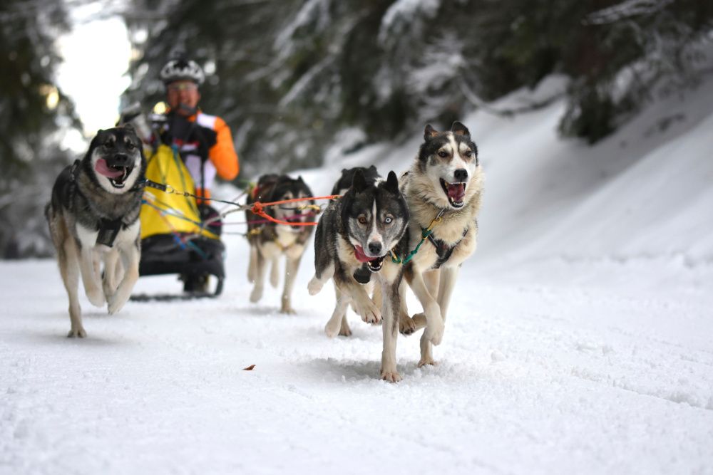 Internationales Schlittenhunderennen in Todtmoos kann nicht stattfinden