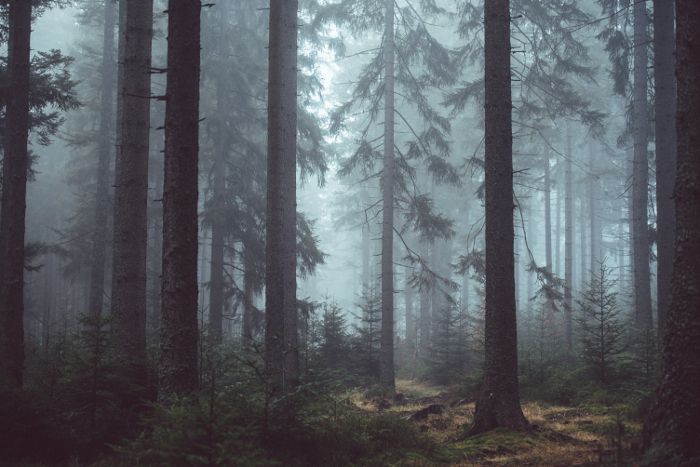 Arznei aus heimischen Wäldern