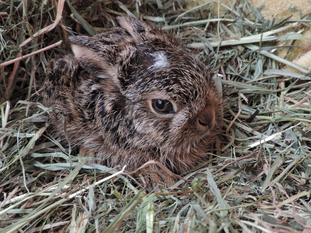 Achtung, Winterkinder! Im Wald ist der erste wilde Nachwuchs da