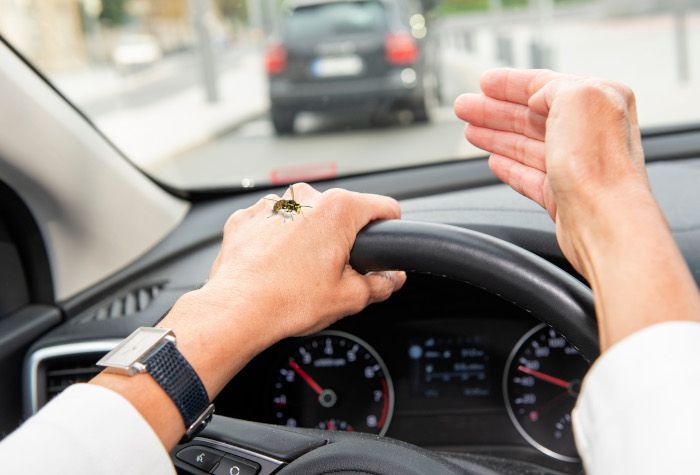 Wespe im Auto: Was passiert bei einem Unfall?