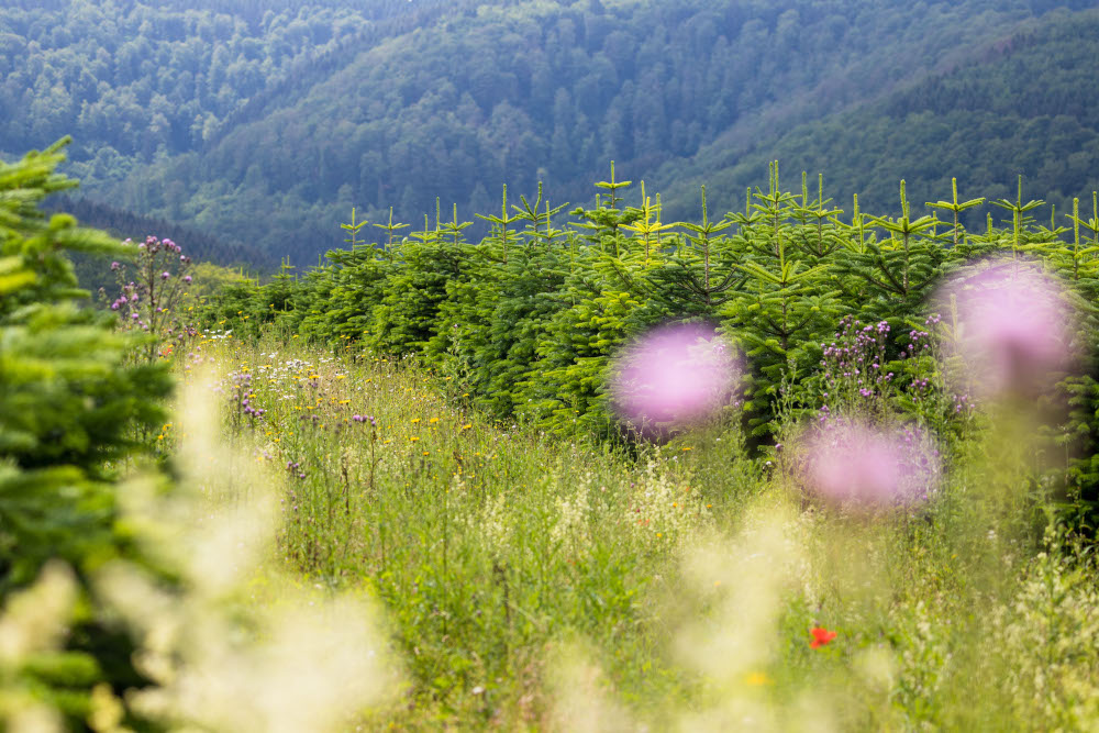 Sind Weihnachtsbäume umweltfreundlich?