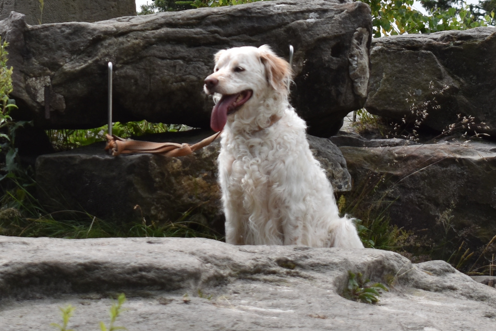 Pleite durch den eigenen Hund