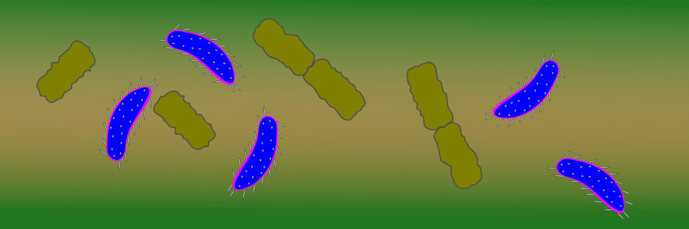 Restore-Diät verbessert Darm-Mikrobiom und Gesundheit