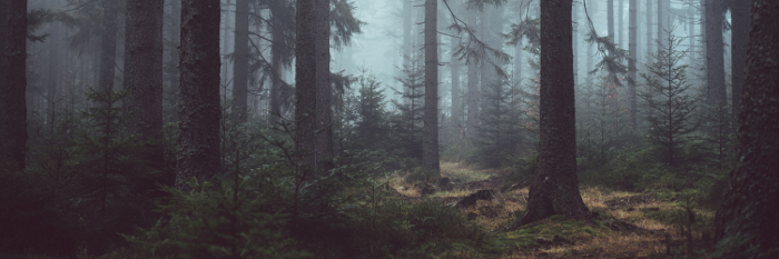 Gesunder Wald am Hochrhein