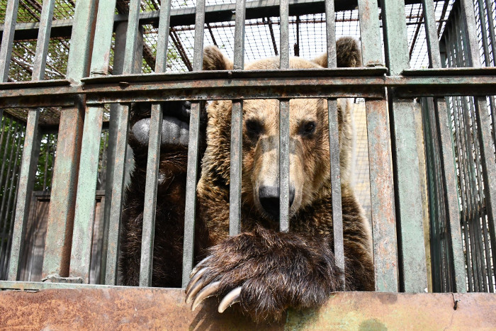 Endlich Rettung für Rocco!