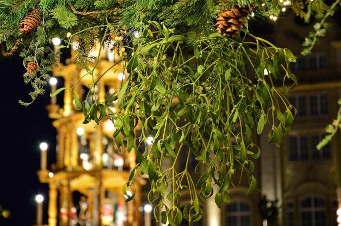 Mystische Misteln: Wirkung gegen Krebs nicht belegt