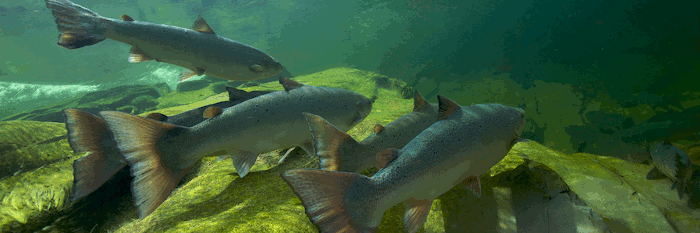 «Lachs-Comeback» - Fotoausstellung von Michel Roggo