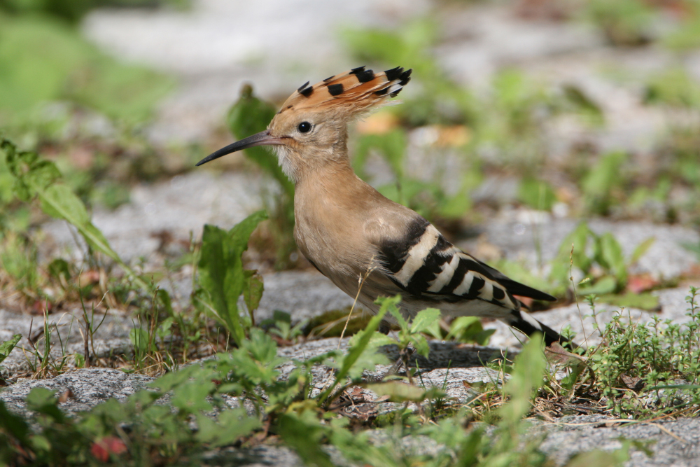 DBU Naturerbe zählt Wendehals und Wiedehopf und zeigt Pflegeerfolge