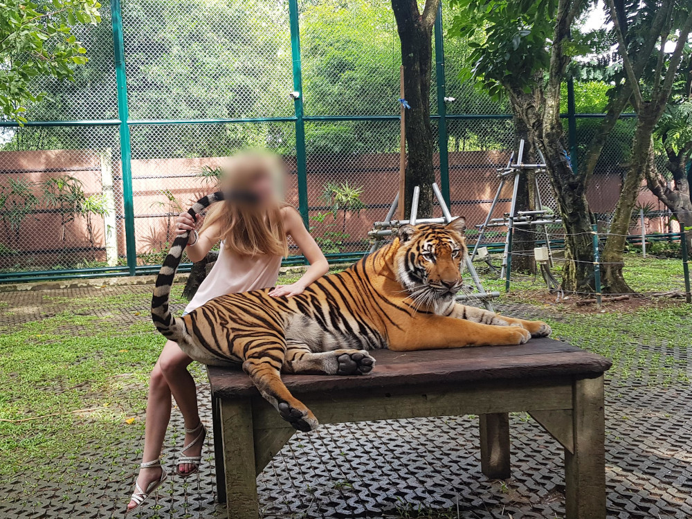 Kein Urlaubsspaß auf Kosten von Tieren