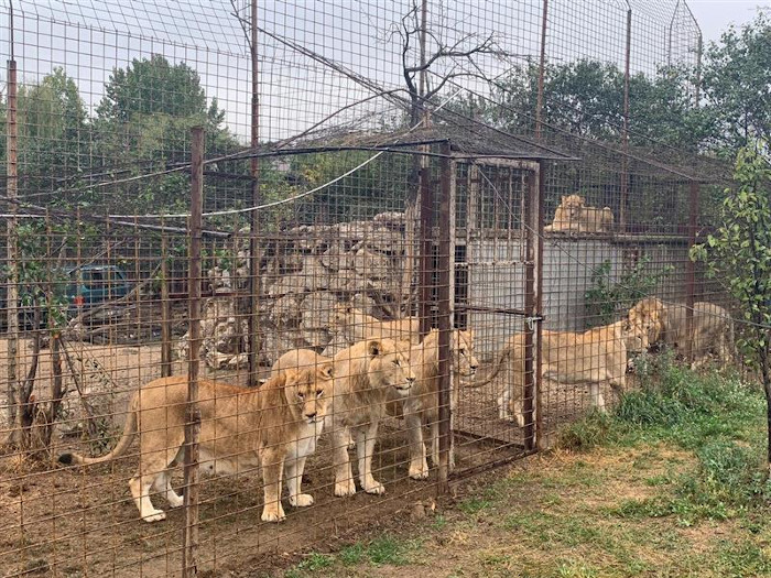 VIER PFOTEN rettet sieben Löwen in Rumänien aus schlechter Haltung