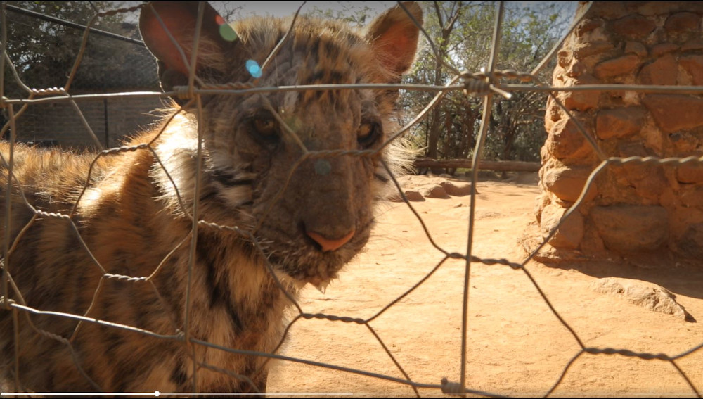 VIER PFOTEN schlägt Alarm: Großkatzenzucht boomt in Südafrika