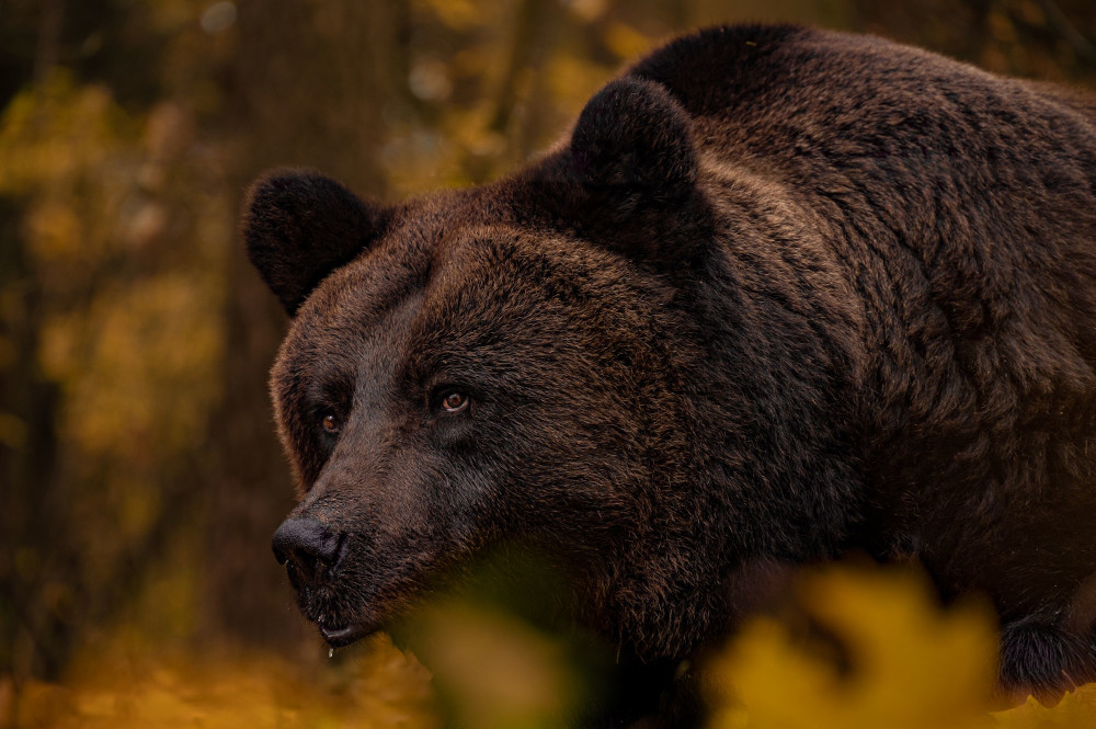 Schwere Sturmschäden im BÄRENWALD Müritz