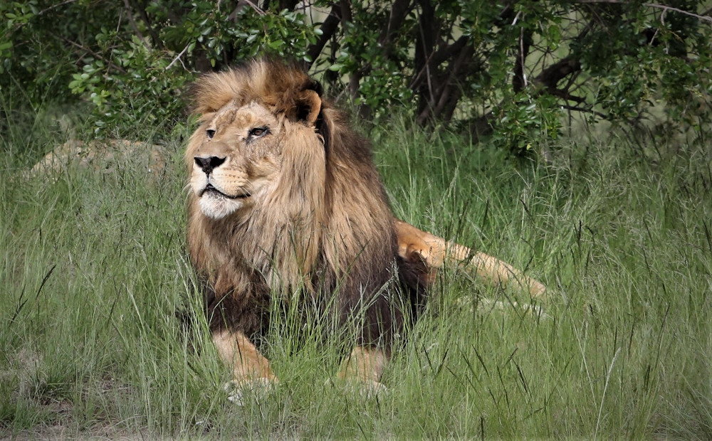 In der Obhut von VIER PFOTEN wuchs Giovanni zu einem gesunden Löwen heran. © VIER PFOTEN | Monika Girardi