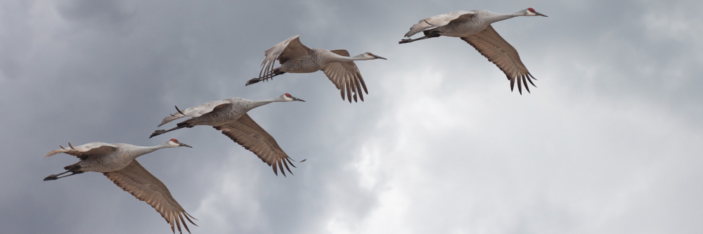 „Vögel des Glücks“ überqueren Deutschland