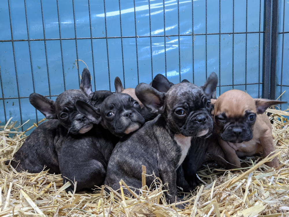 VIER PFOTEN empfiehlt: Freude schenken mit Tierpatenschaften und Tierheim-Spenden