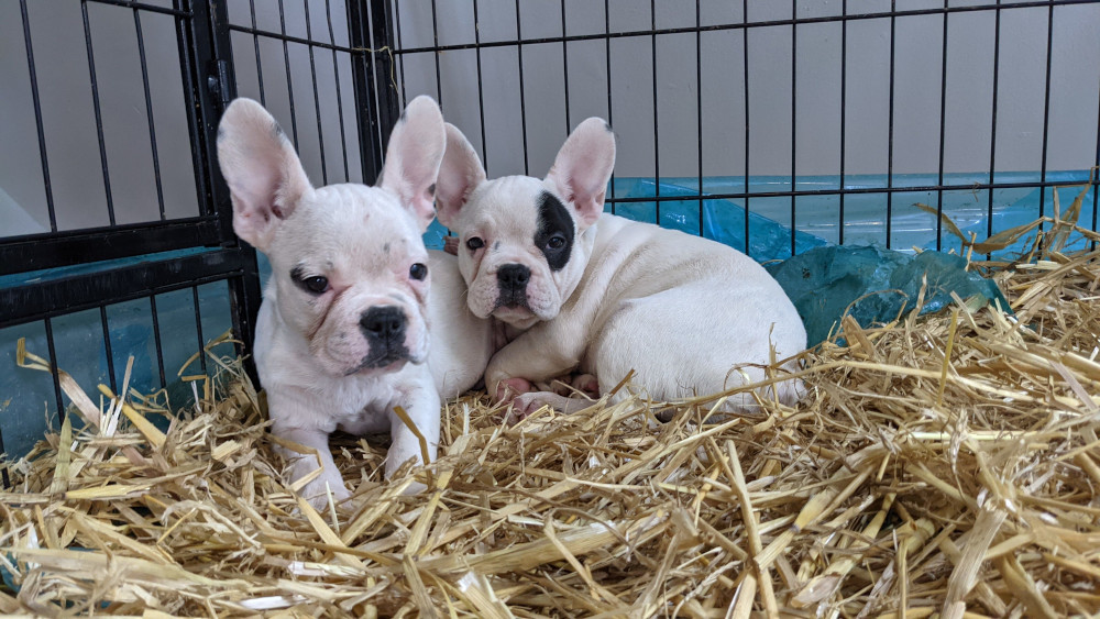 Erste Welpen aus VIER PFOTEN Rettung in Köln haben ein Zuhause