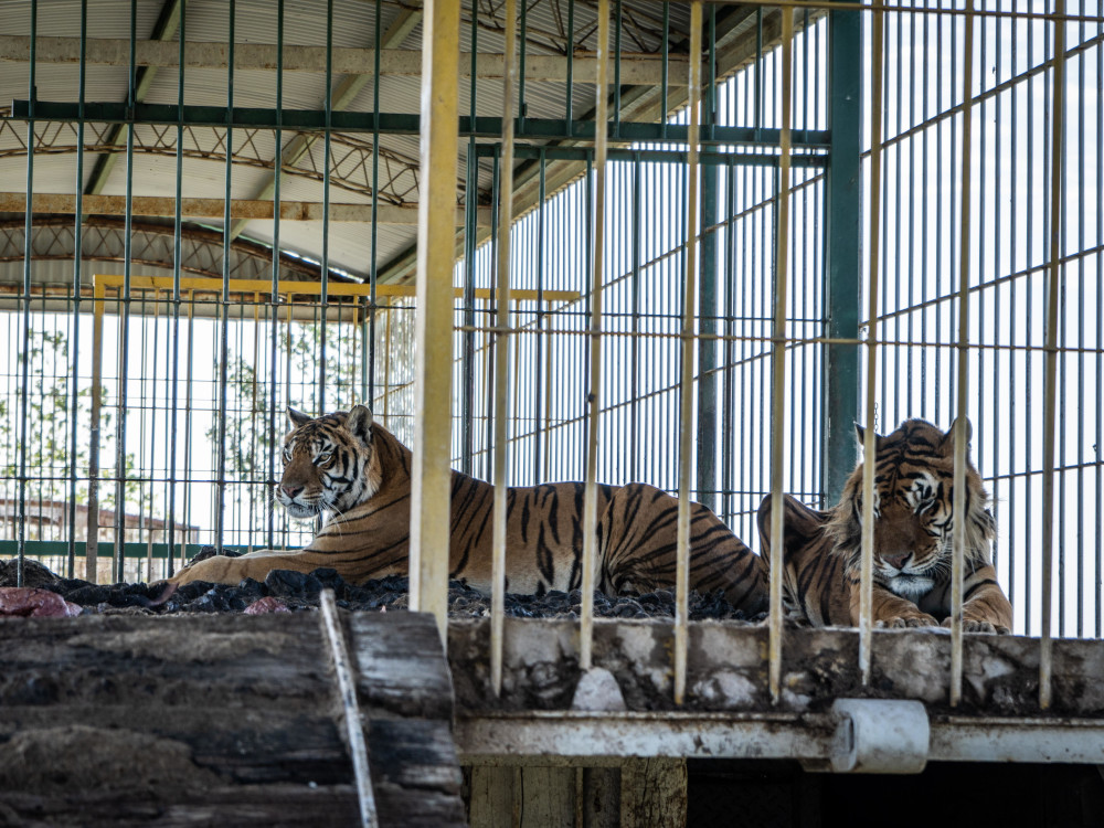 Argentinien: Hoffnung für vier Tiger nach 15 Jahren in zurückgelassenem Bahnwaggon