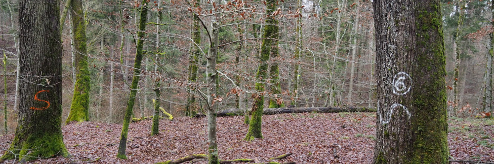 Multifunktionaler Eichenwald