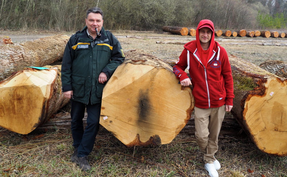 Eiche aus Jestetten erlöst höchsten Erlös