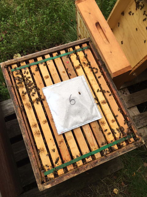  	 Das sogenannte Bee-Pad, entwickelt vom Start-up Interbran Nature, gibt über mehrere Tage Ameisensäure zur Bekämpfung von Varroamilben ab. An der Erforschung der Innovation können sich Imkerinnen und Imker beteiligen. Die Deutsche Bundesstiftung Umwelt (DBU) fördert das Projekt. © Nina Häcker 