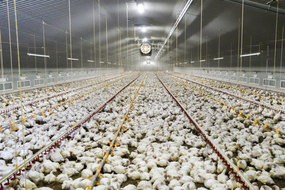 VIER PFOTEN - „Es fehlen verbindliche Strategien“