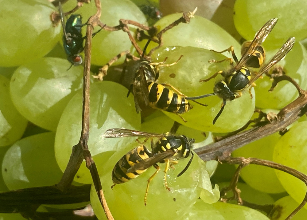 Sicher durch den Wespen-Sommer