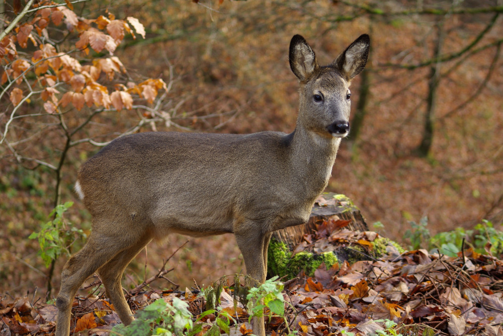 Wildunfälle bei Dunkelheit und Nebel vermeiden