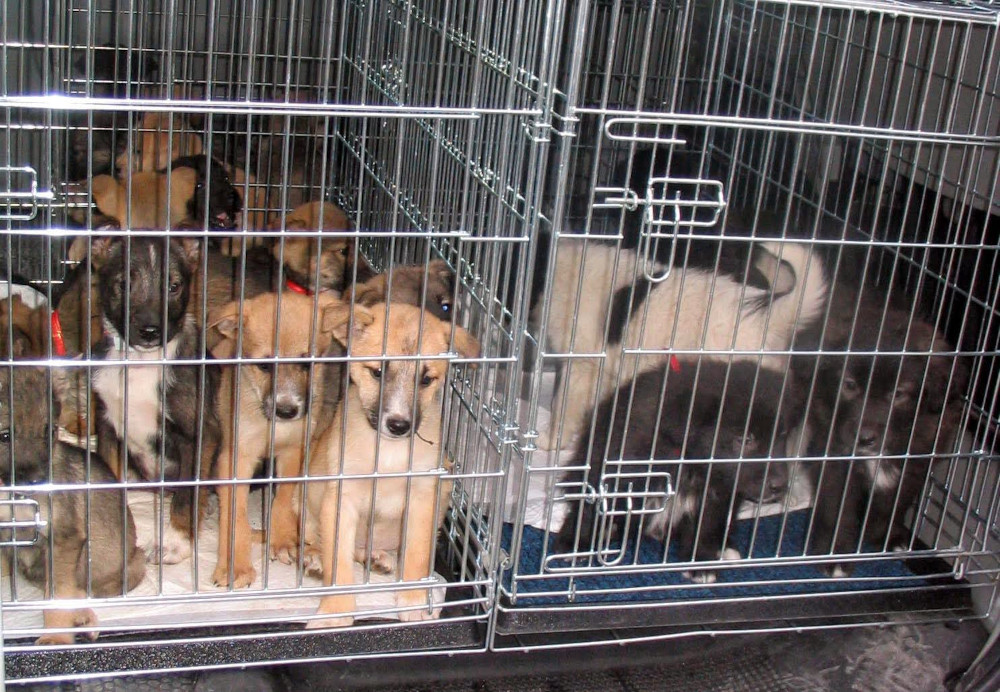 2022 bereits mehr als 900 Hunde beschlagnahmt