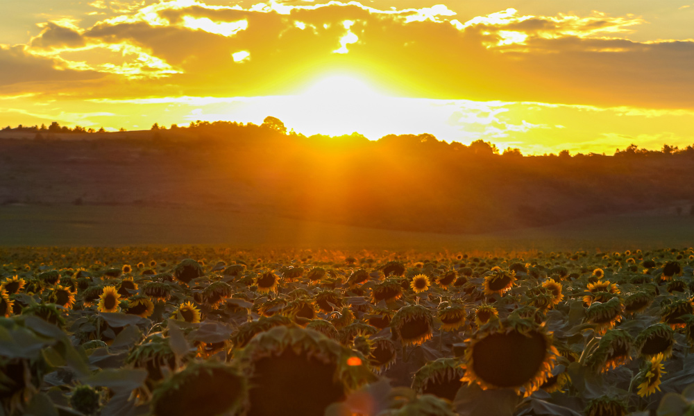 2022 warm wie selten - Klimawandel in Deutschland