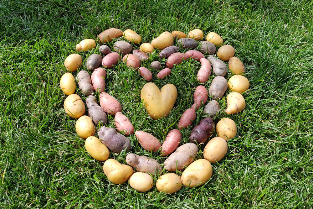 Die vielseitige Knolle ist ein Klimaschützer