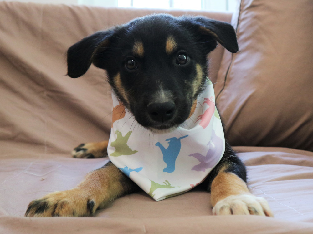 Keine Likes für Tierleid