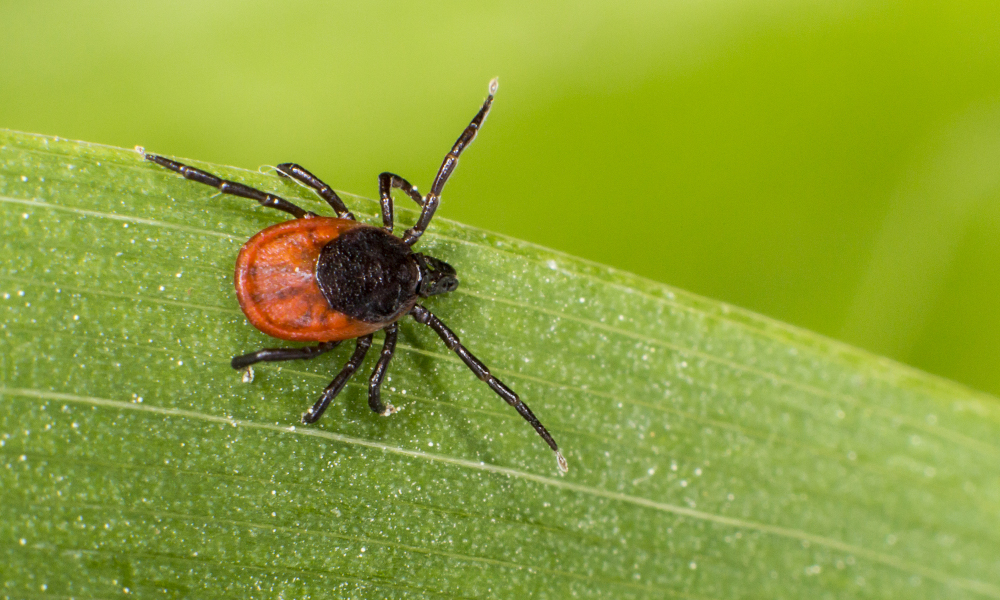 Hier lauert die Gefahr für Zeckenstiche