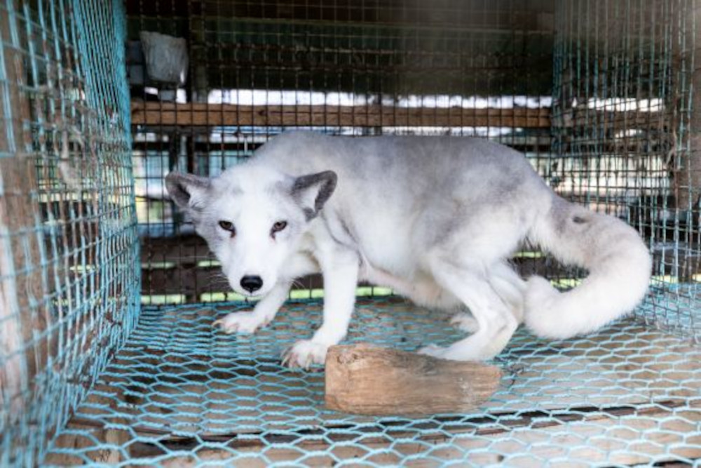 Vogelgrippe in Finnland: Massentötung von 120.000 Pelztieren