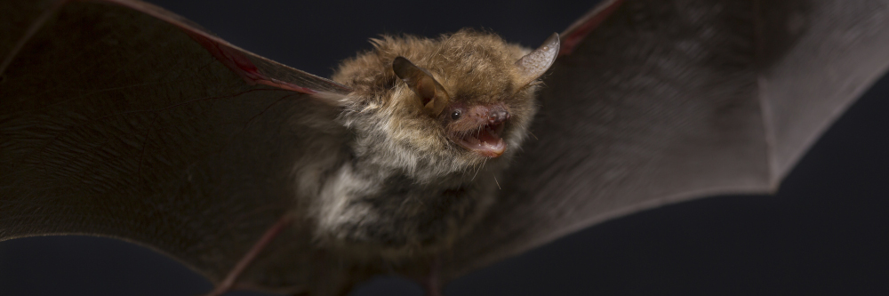 Herbst: Balzzeit der Fledermäuse