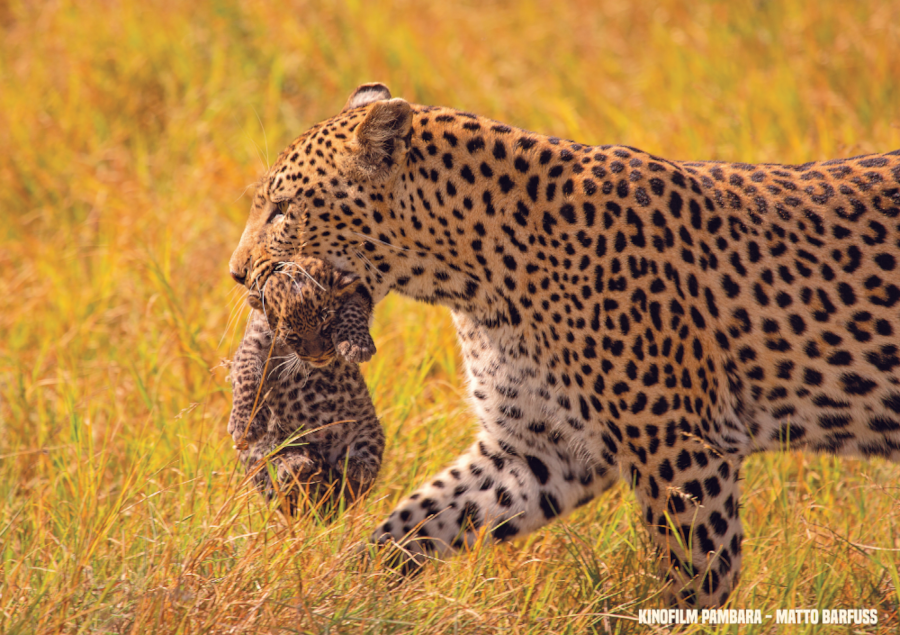 Artenschützer und Regisseur Matto Barfuss mit PAMBARA auf Kinotour