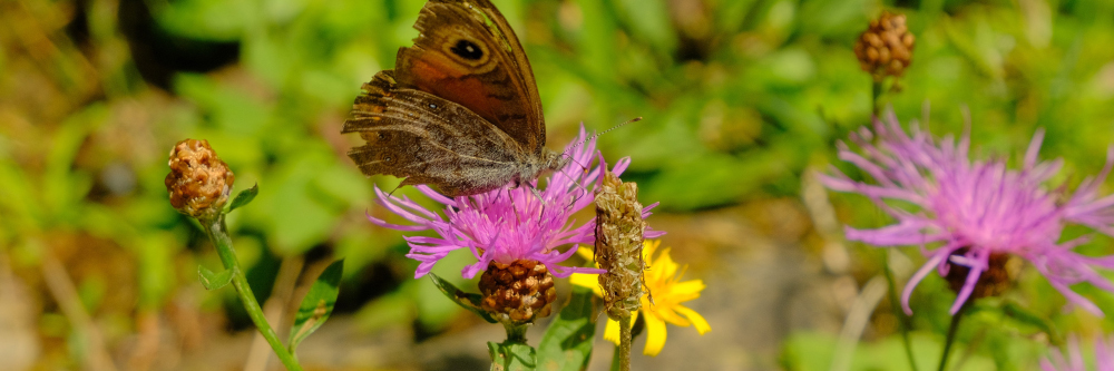 Ohne Mücken keine Schokolade – ohne Natur kein Aspirin und Penicillin