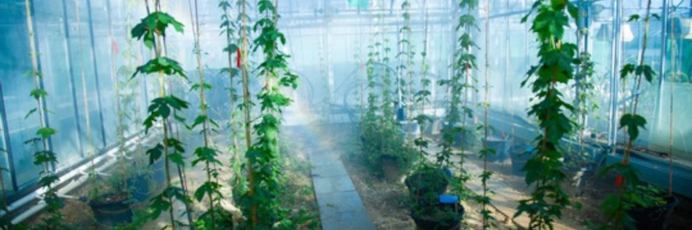 Zitrusfrüchte aus dem Supermarkt enthalten Hopfen-Schaderreger