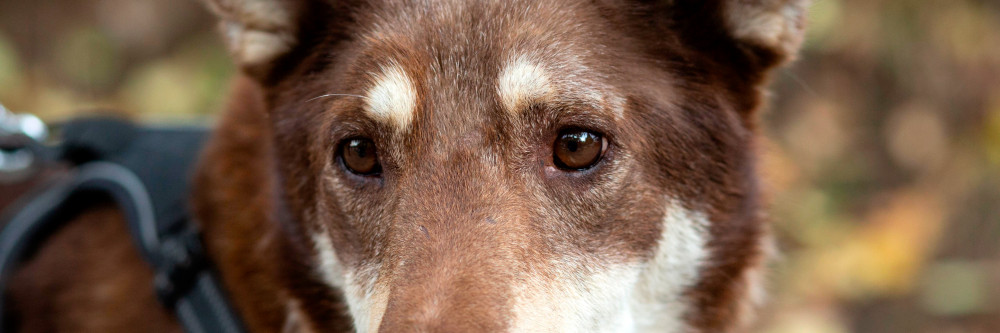 Der 10. Oktober ist der internationale Welthundetag