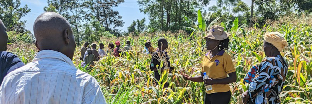 Biologisch gegen Hexenkraut