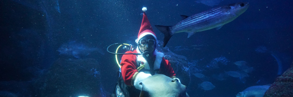 PM Nikolaus taucht im SEA LIFE Berlin ab