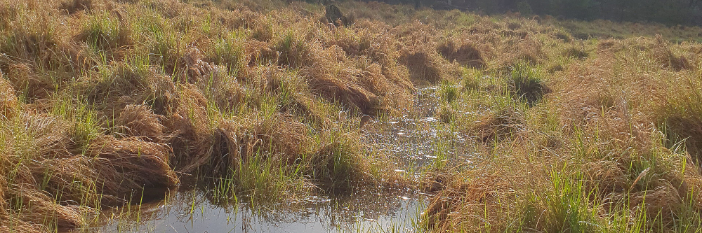 Moorschutz ist Klimaschutz: Stiftungen präsentieren Lösungsansätze