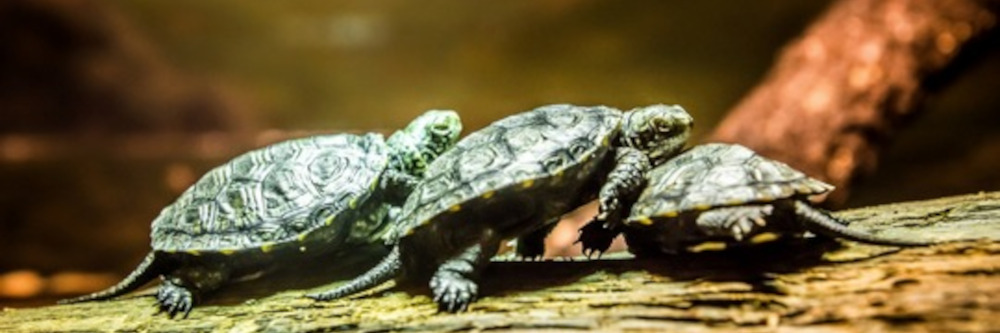 Großer Tag für kleine Botschafter: