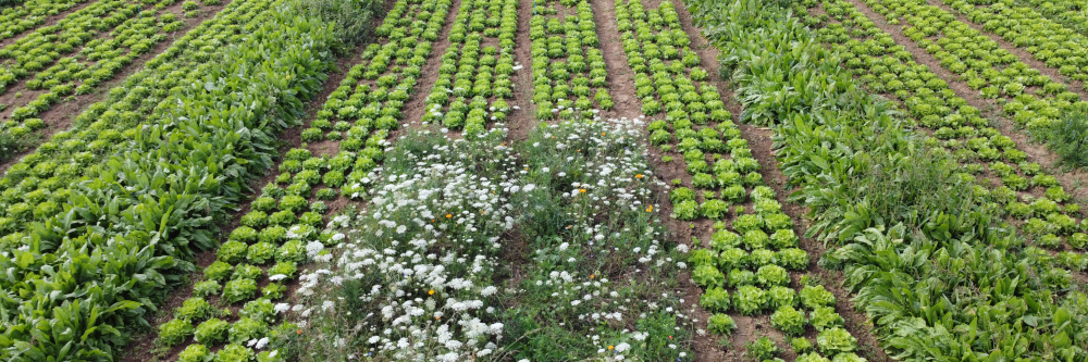 Weniger Pestizide, mehr Umweltschutz
