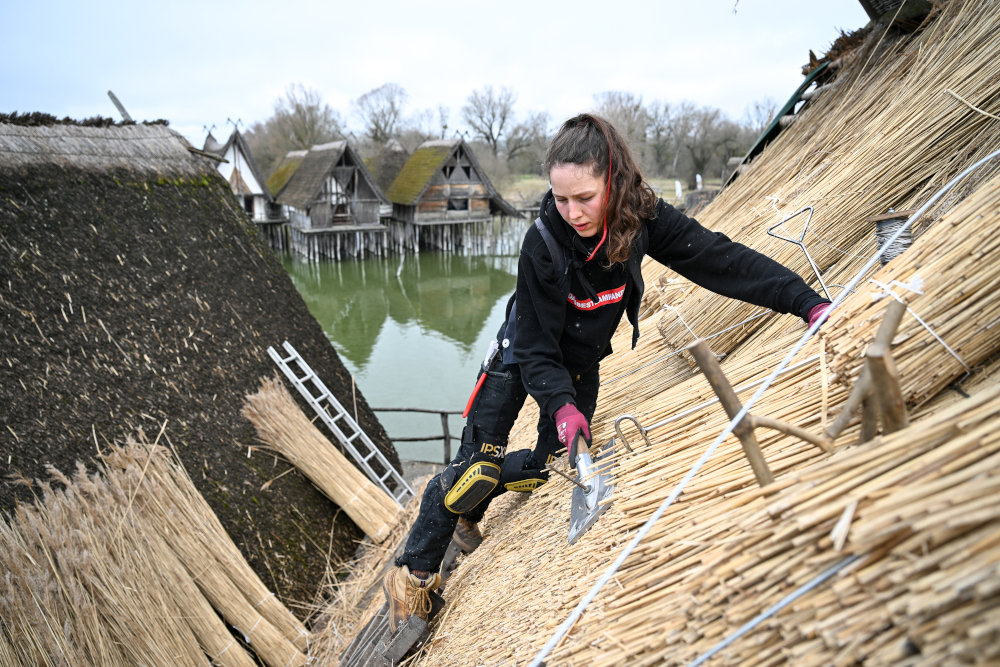 Neue Schilfdächer für die Pfahlbauten in Unteruhldingen