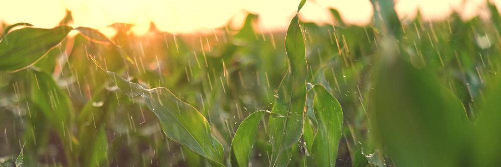 Die Dürre ist überstanden