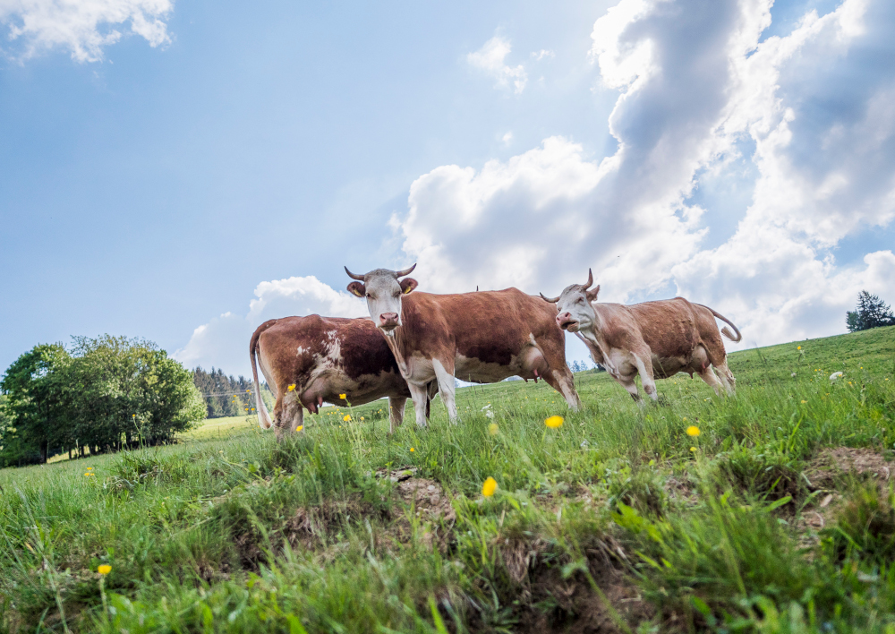 Neue Konzepte für wertvolle Weiden