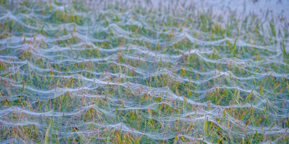 Der Altweibersommer kommt
