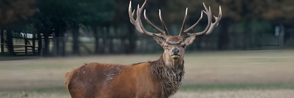 Unfallgefahr: Wo Hirsch und Co. die Straße queren